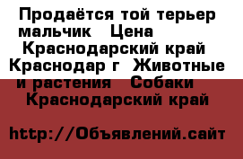 Продаётся той-терьер мальчик › Цена ­ 8 000 - Краснодарский край, Краснодар г. Животные и растения » Собаки   . Краснодарский край